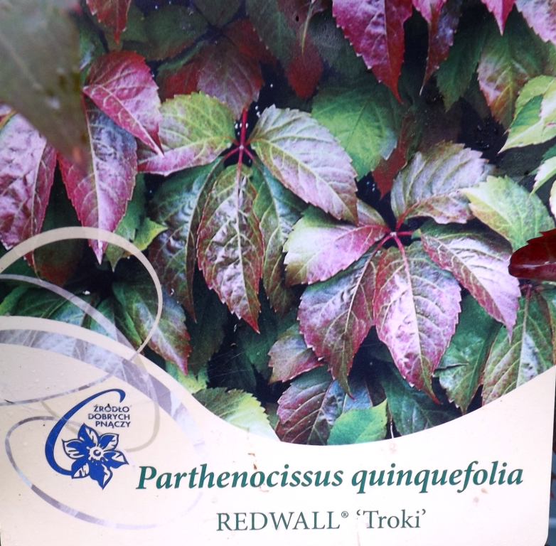 Red Wall™ Virginia Creeper Parthenocissus quinquefolia 'Troki'