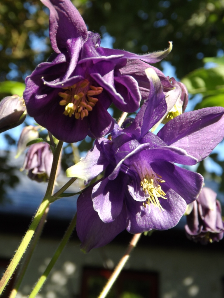 The Secret Garden Blog Online Garden Centre in Ireland, Irish