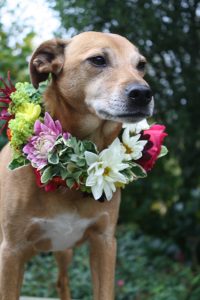 Monty loves flowers too
