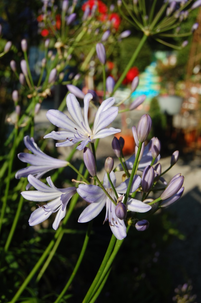 Plant of the week Agapanthus1