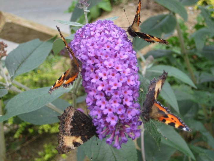 The potent nectar of buddleia