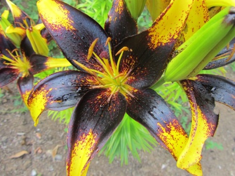 Asiatic Lily 'Lion Heart' Just one of these beauties remains