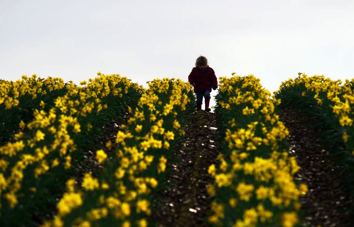 West Cork Daffodil farm