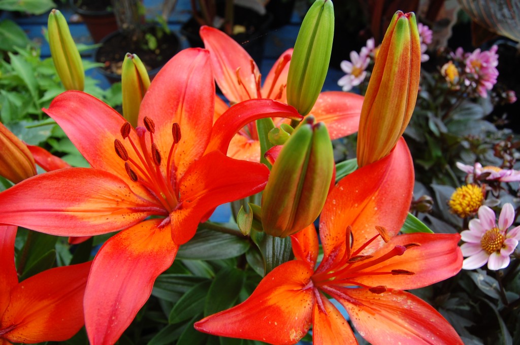 Plant of the Week: Lilies